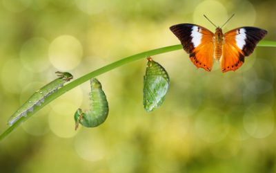 Die Reise zu deiner Bestimmung „Schmetterlingserwachen“